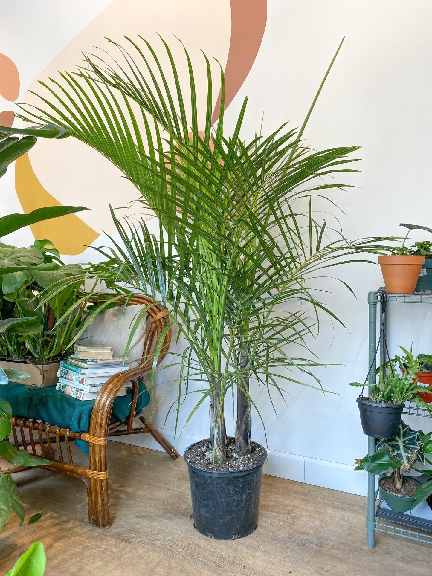 Versace (Palmier) - Alma Plantes