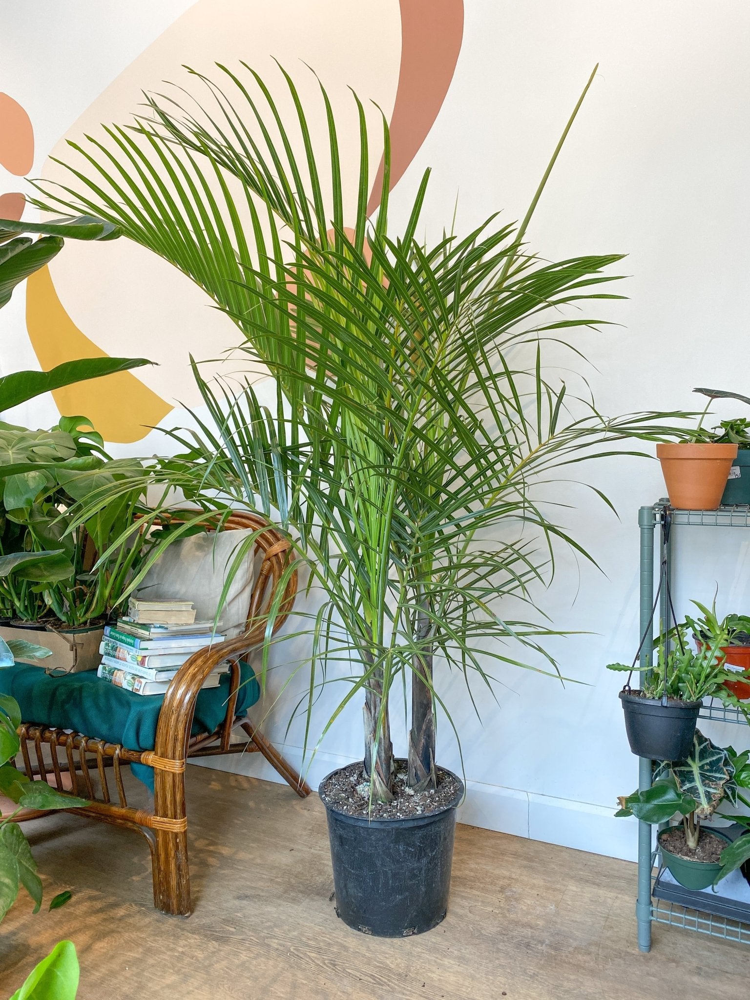 Versace (Palmier) - Alma Plantes