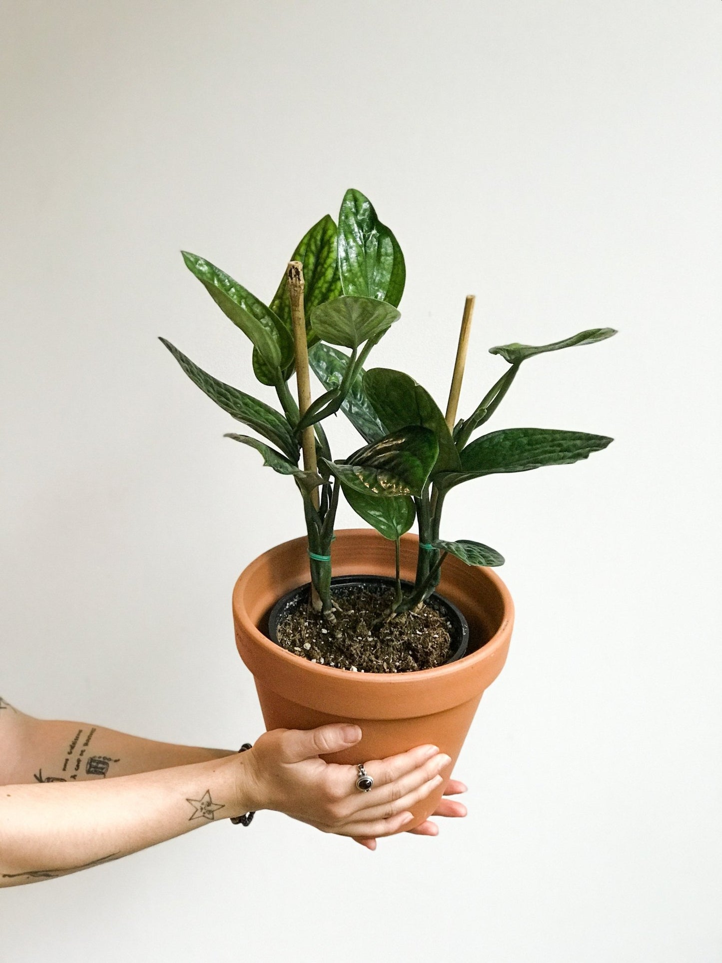 Vladimir (Monstera) - Alma Plantes