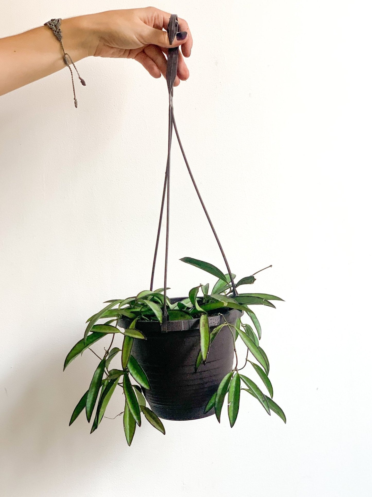 Wacila (Hoya) - Alma Plantes