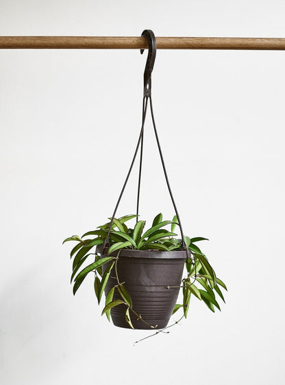 Wacila (Hoya) - Alma Plantes