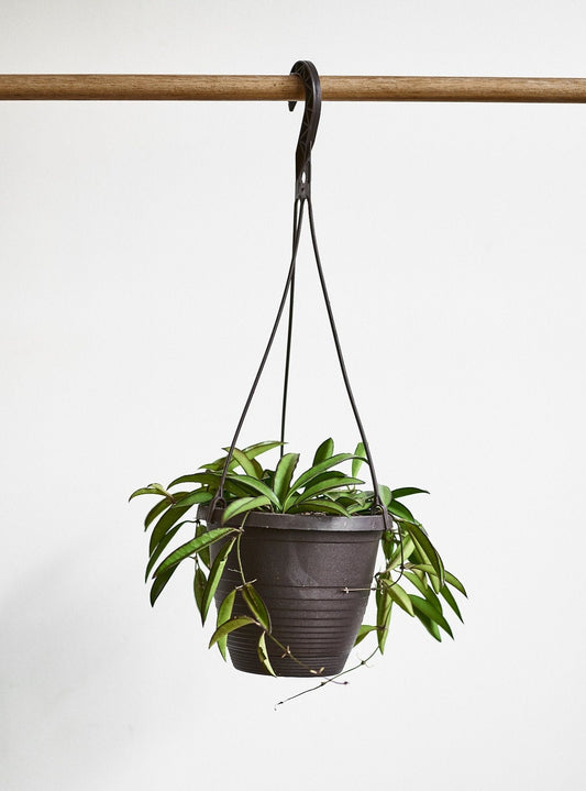 Wacila (Hoya) - Alma Plantes