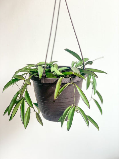 Wacila (Hoya) - Alma Plantes