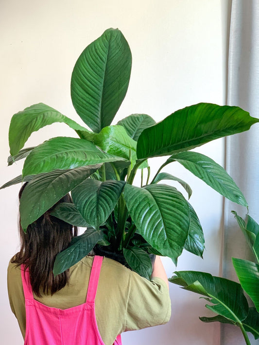 Waldorf (Spathiphyllum) - Alma Plantes