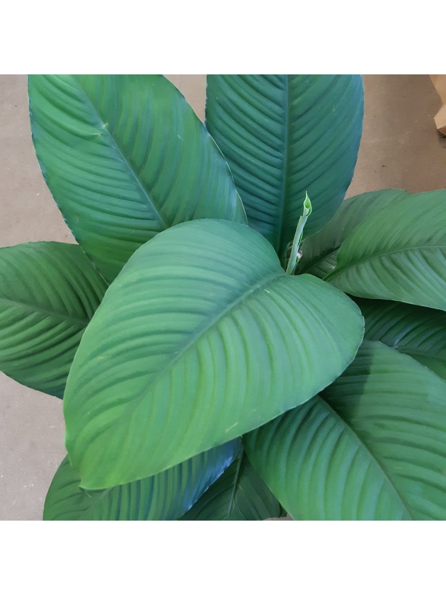 Waldorf (Spathiphyllum) - Alma Plantes