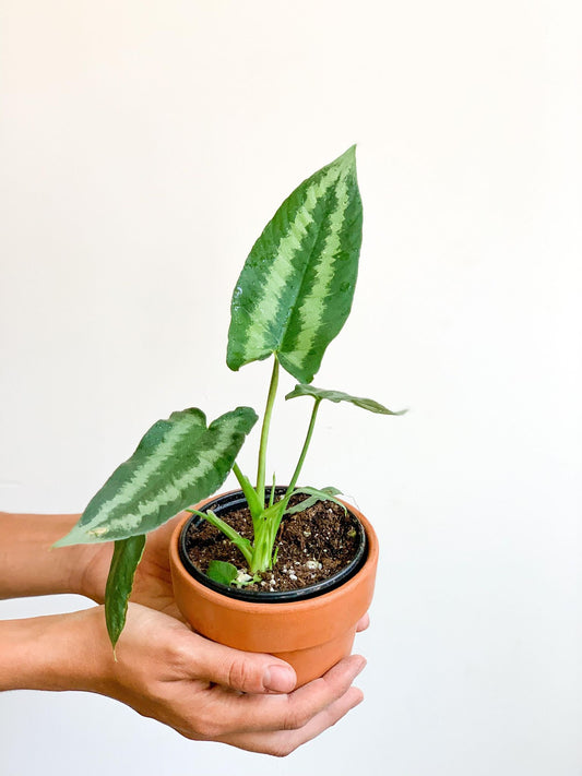 Wallid (Schismatoglottis) - Alma Plantes