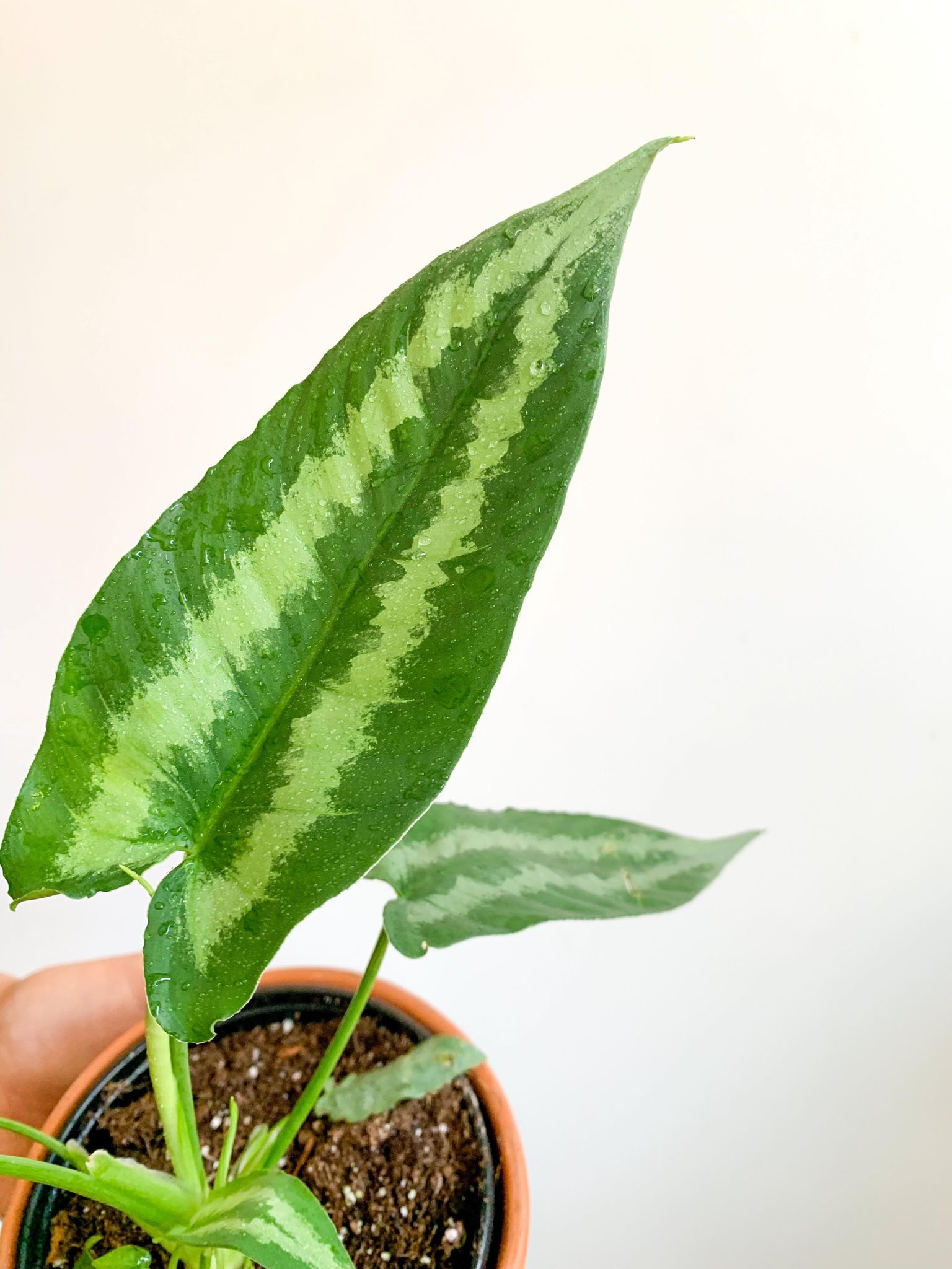 Wallid (Schismatoglottis) - Alma Plantes