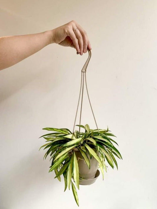 Wayne (Hoya) - Alma Plantes