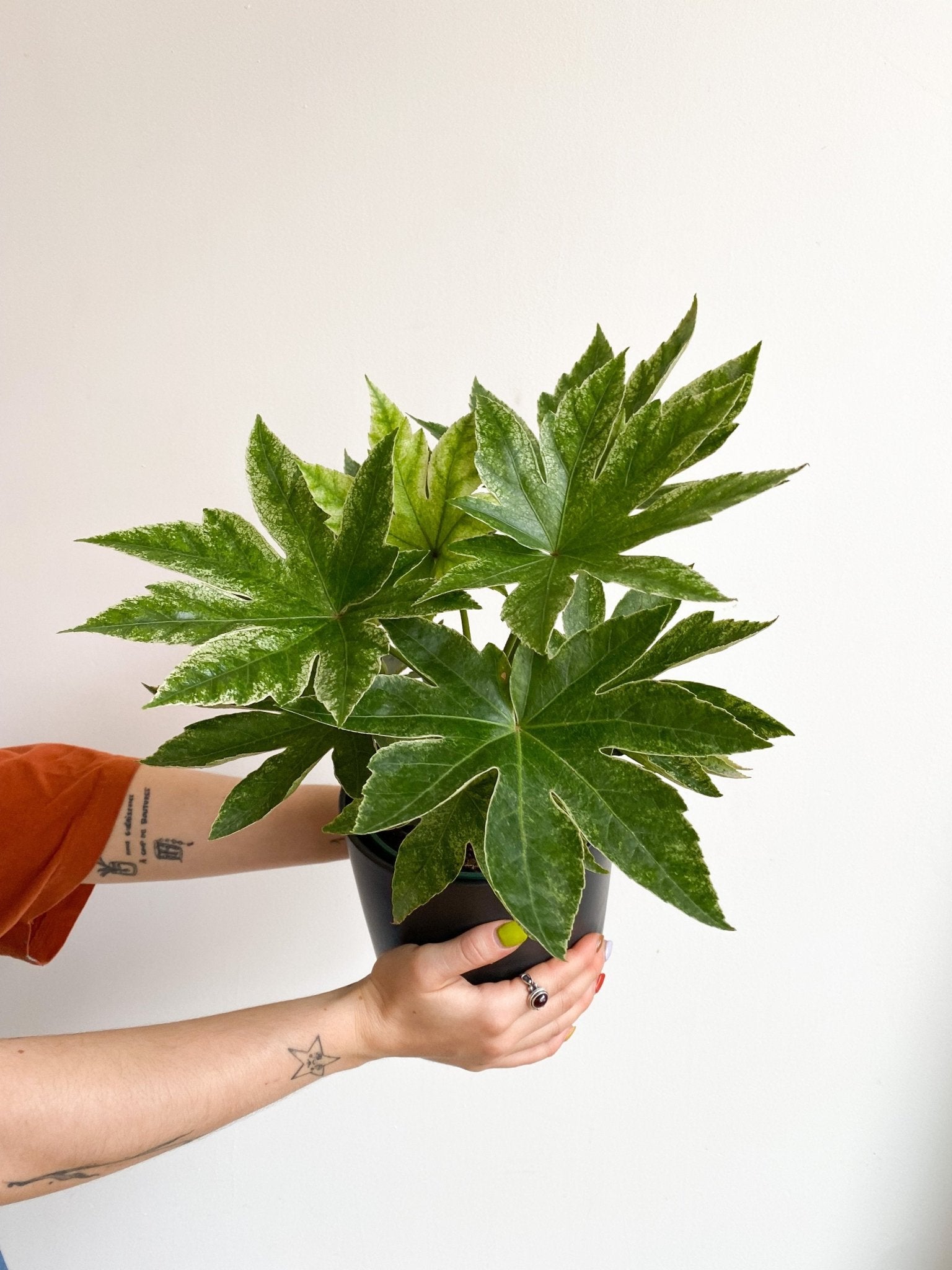 Webster (Fatsia) - Alma Plantes