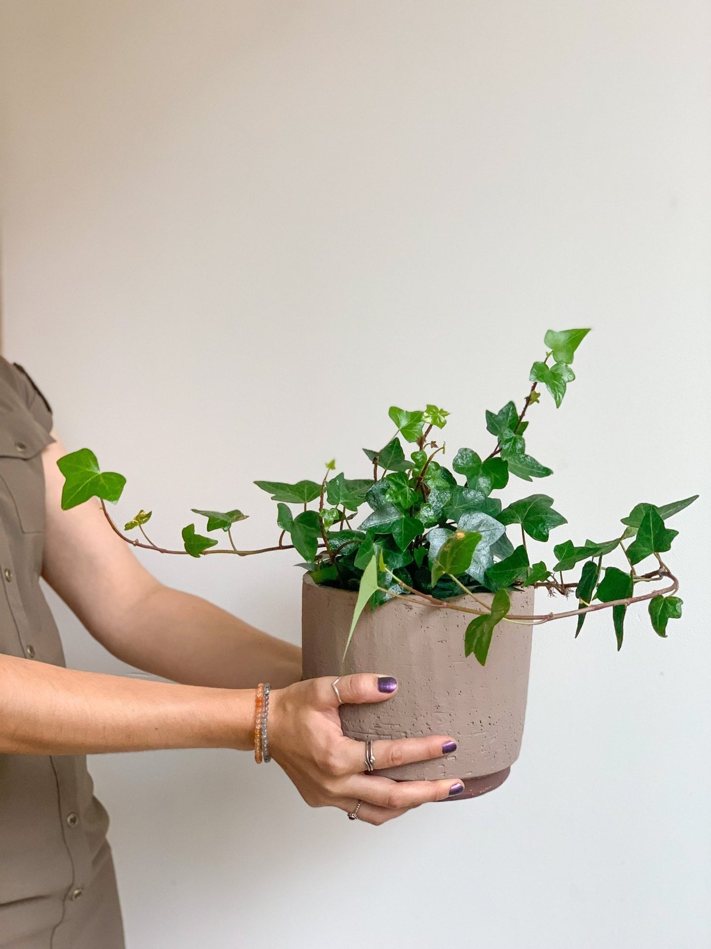 Wendy (Lierre) - Alma Plantes