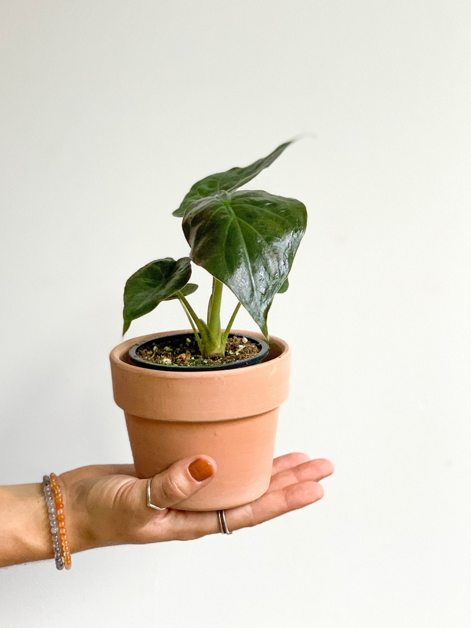 Wentii (Alocasia) - Alma Plantes