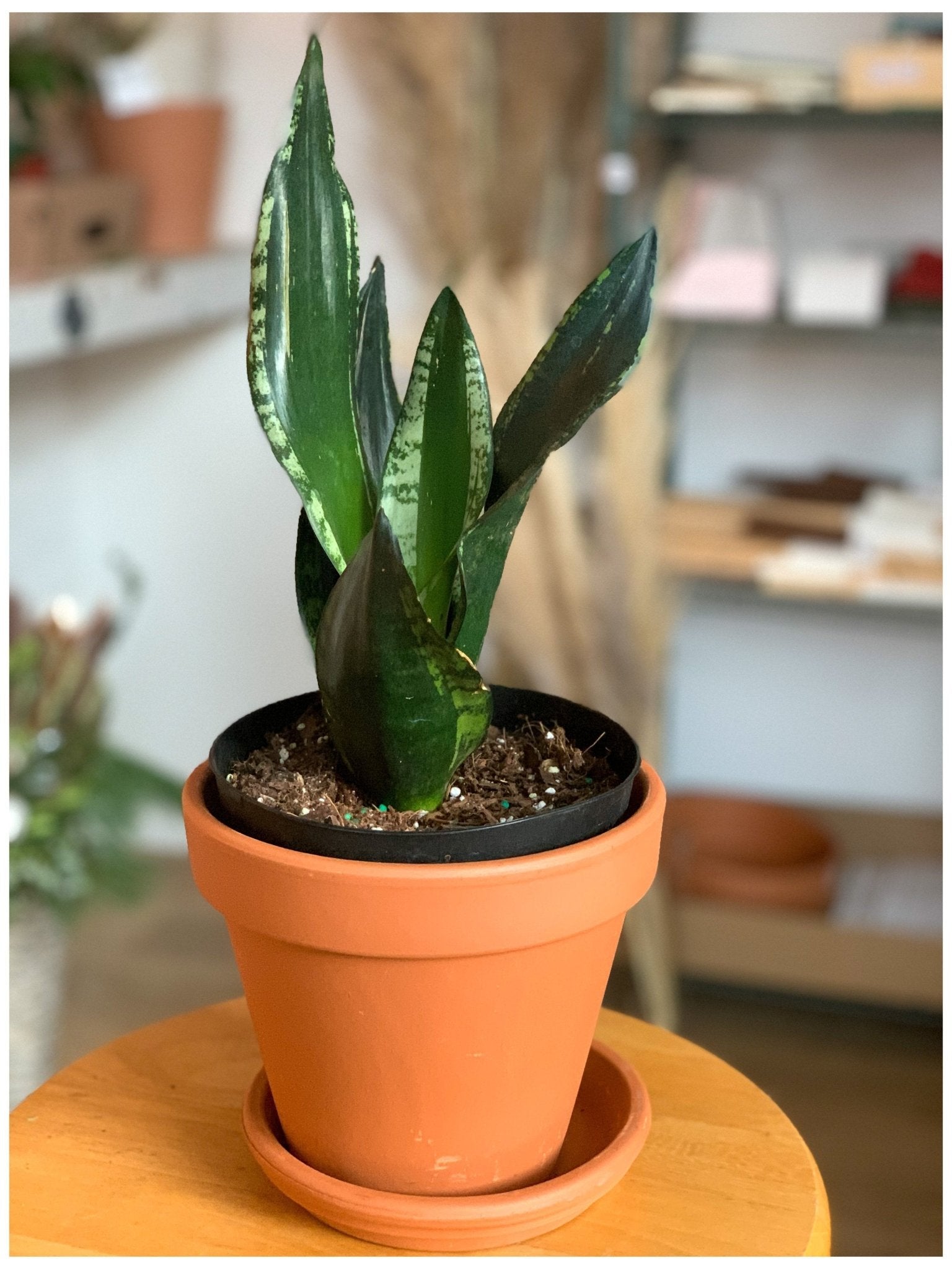 Whitney (Sansevière) - Alma Plantes