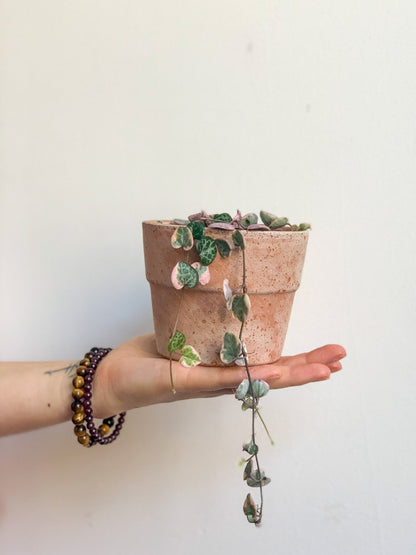 Wilma (Ceropegia) - Alma Plantes