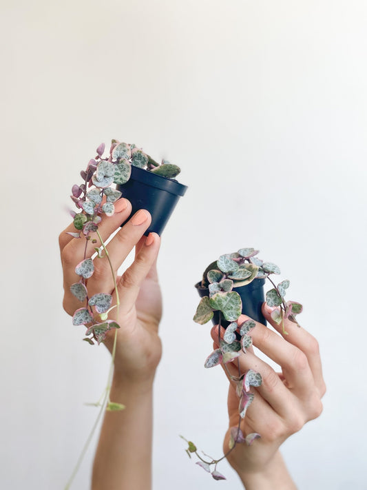 Wilma (Ceropegia) - Alma Plantes