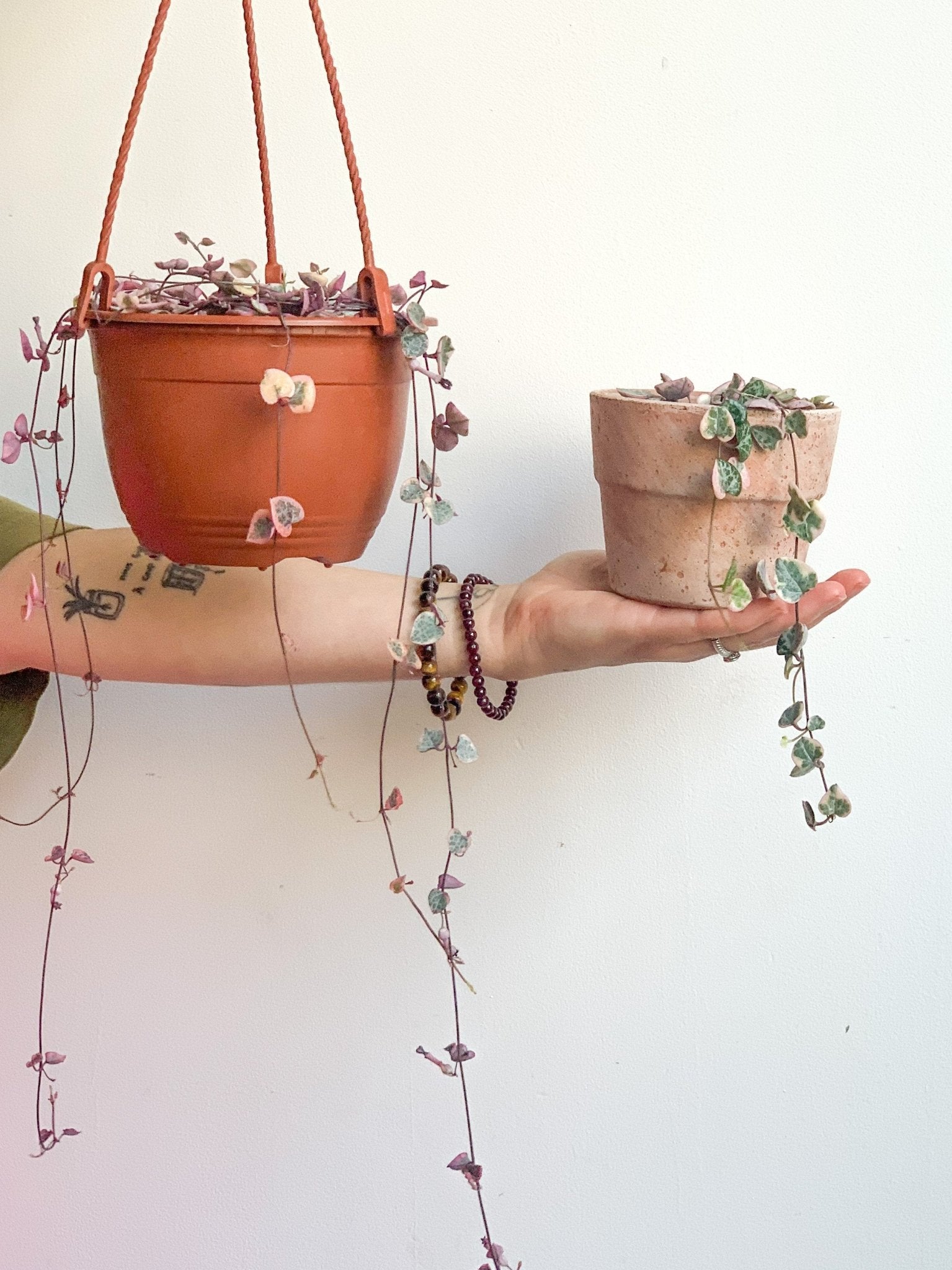Wilma (Ceropegia) - Alma Plantes