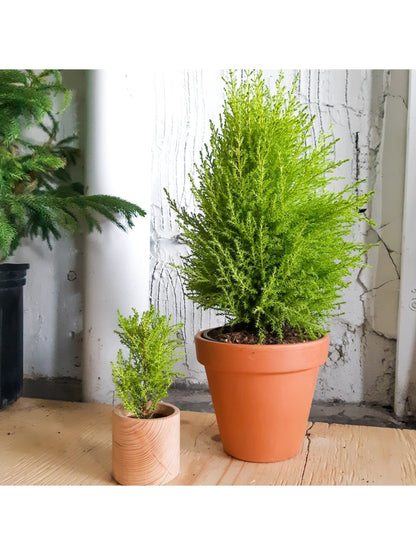 Wilma (Cypres) - Alma Plantes