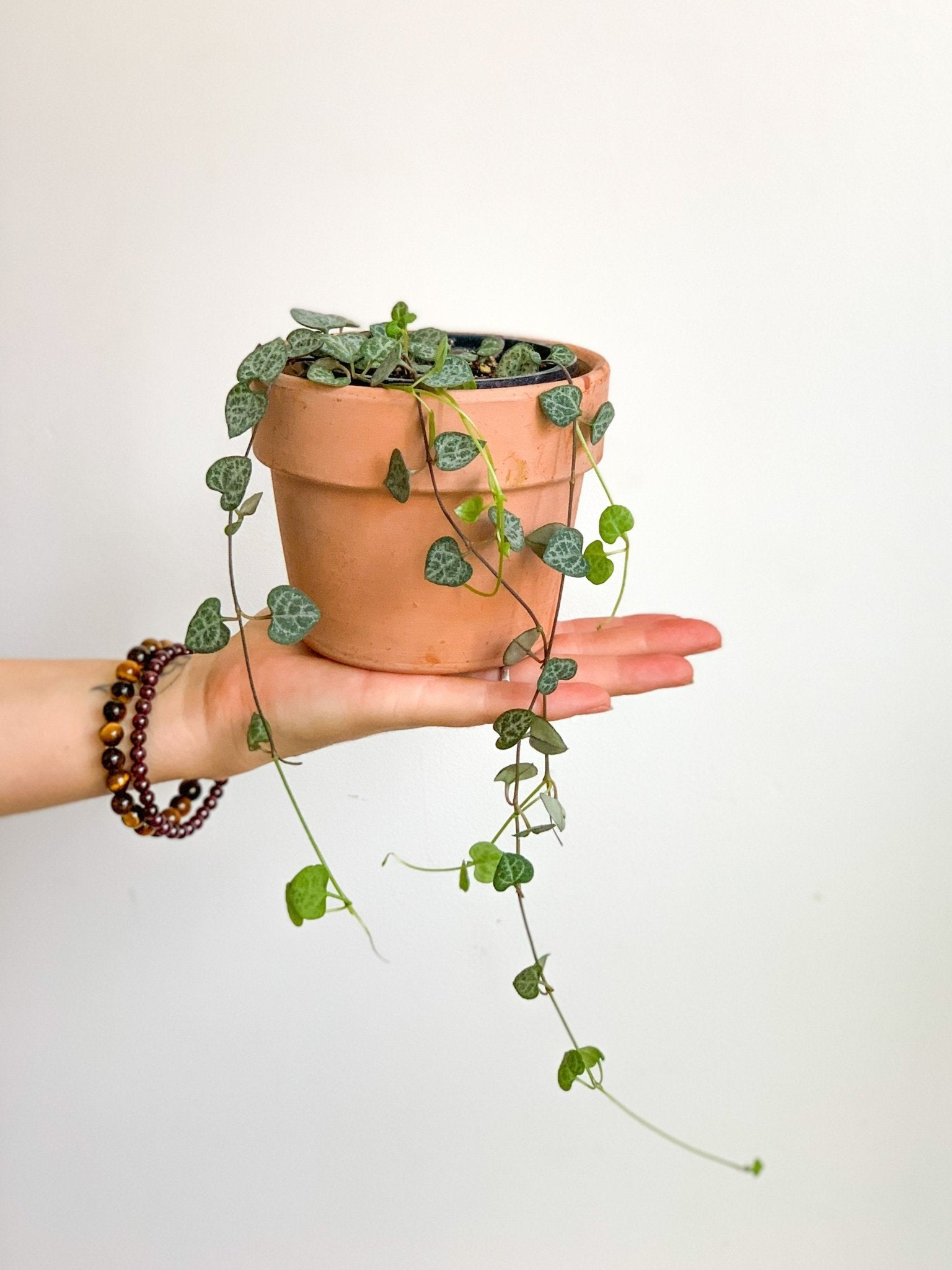 Woody (Ceropegia) - Alma Plantes