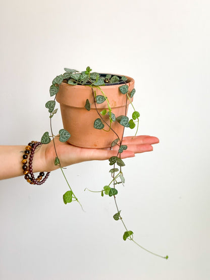 Woody (Ceropegia) - Alma Plantes