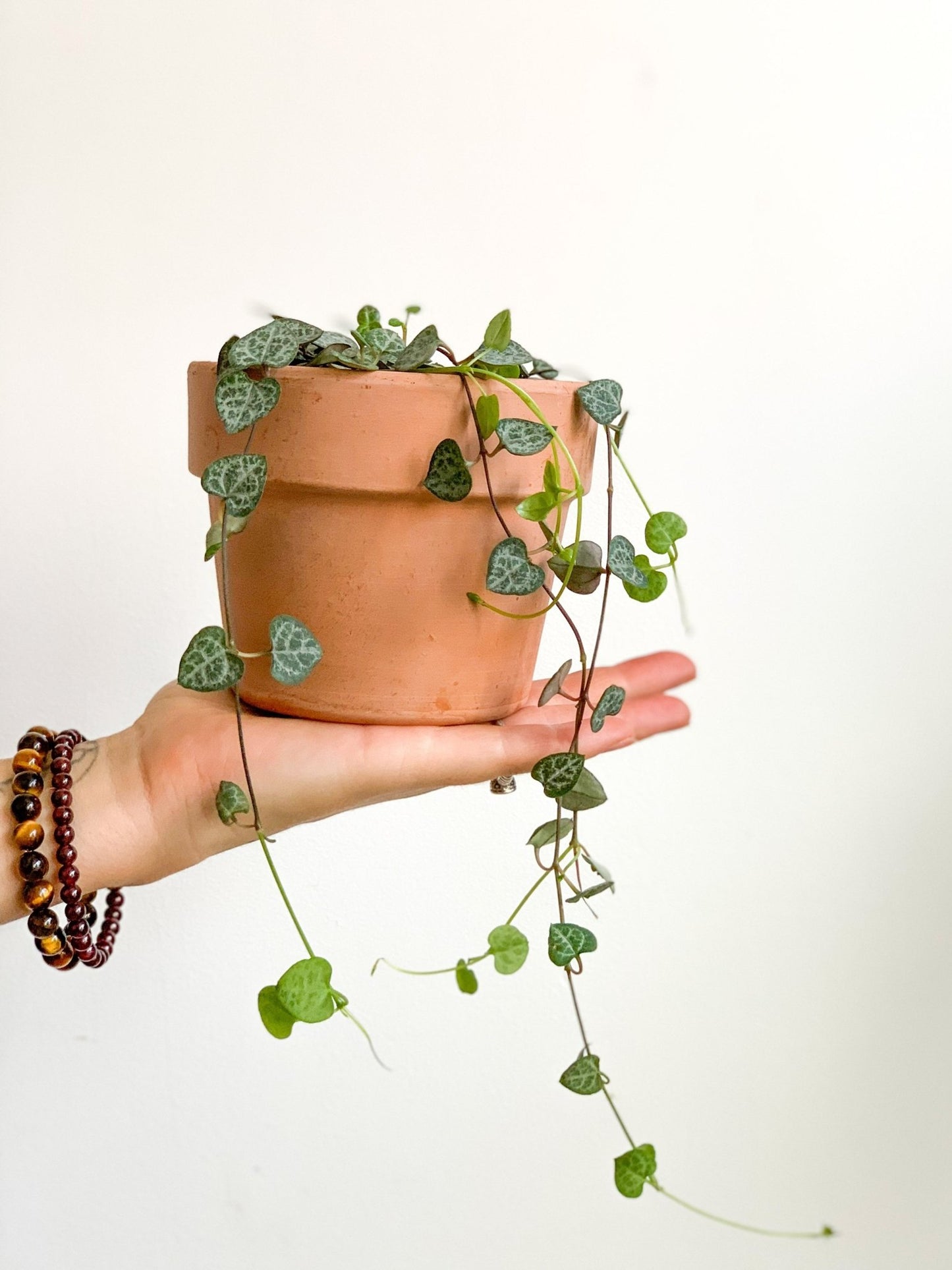 Woody (Ceropegia) - Alma Plantes