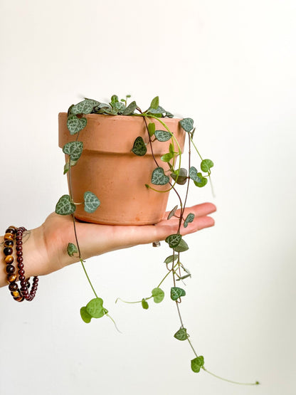 Woody (Ceropegia) - Alma Plantes