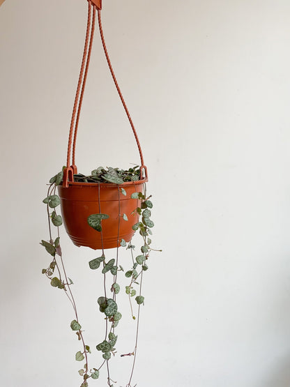 Woody (Ceropegia) - Alma Plantes