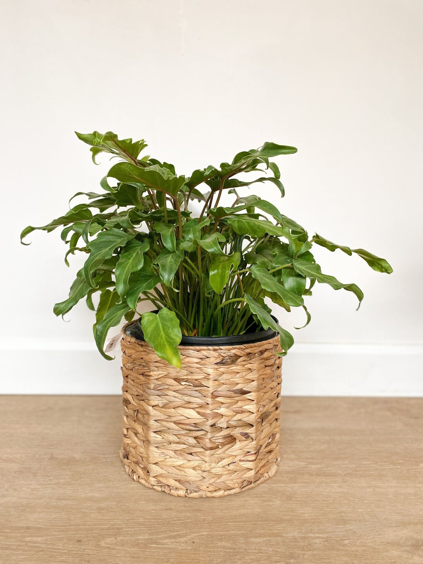 Xana (Philodendron) - Alma Plantes
