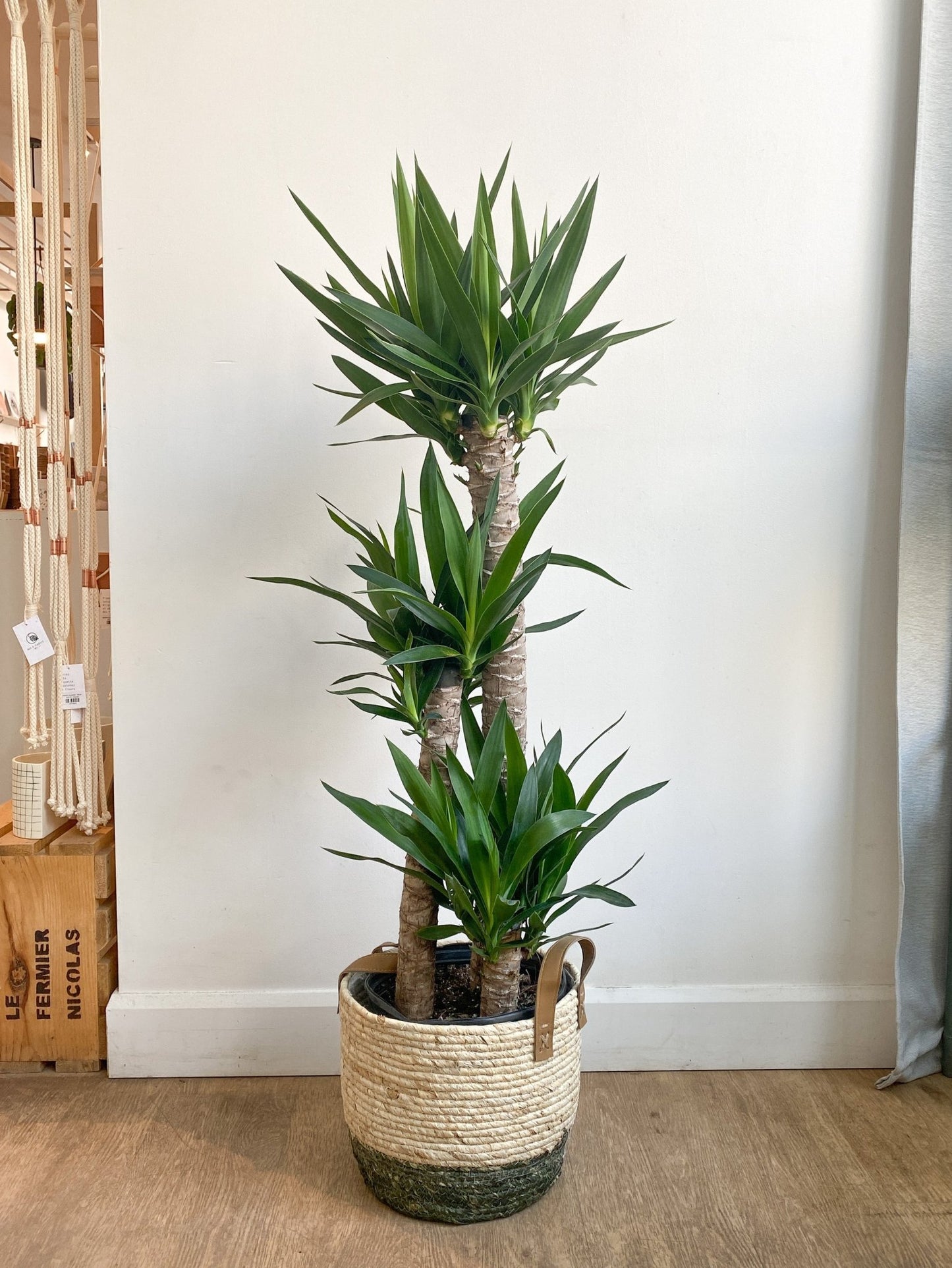 Yannick (Yucca) - Alma Plantes