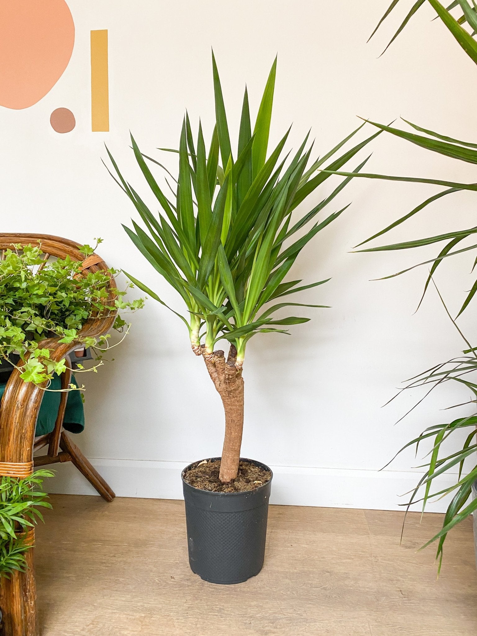 Yannick (Yucca) - Alma Plantes