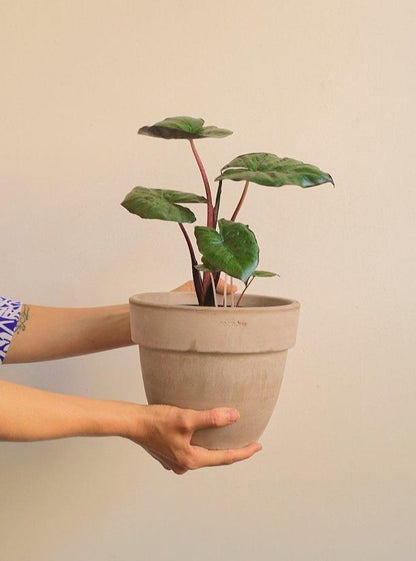 Yucatan (Alocasia) - Alma Plantes