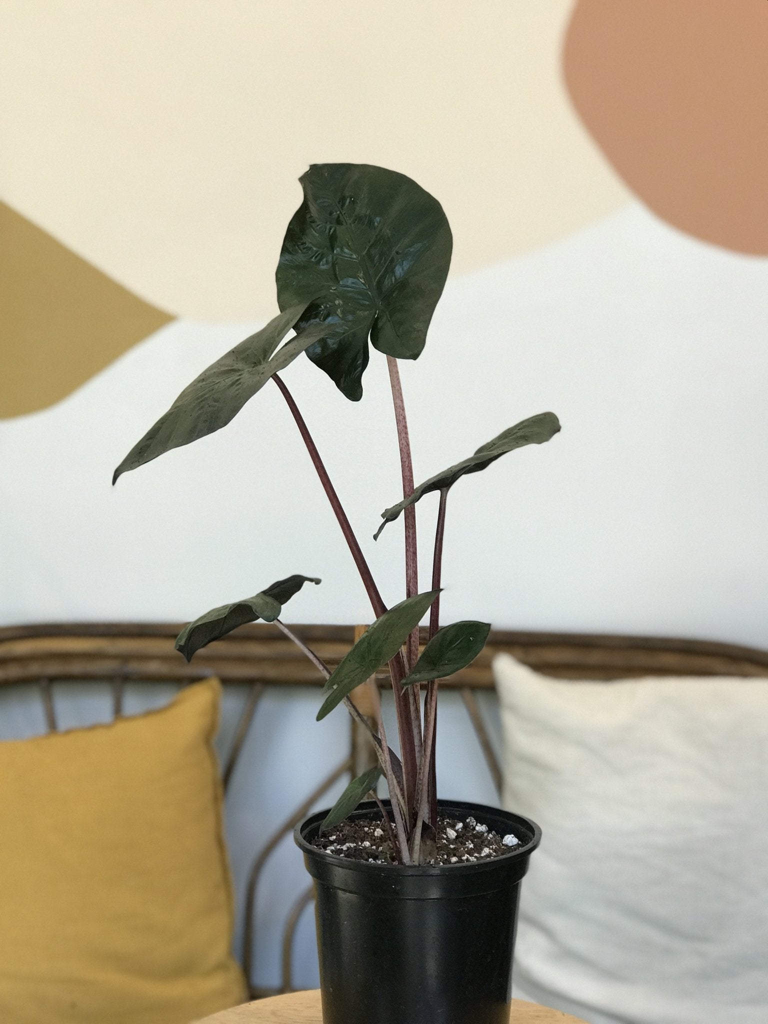 Yucatan (Alocasia) - Alma Plantes