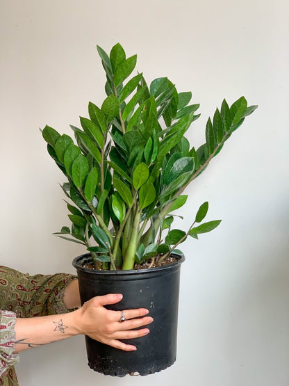 Zach (Zamioculcas) - Alma Plantes