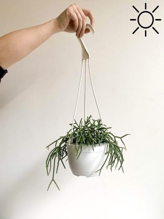 Zana (Rhipsalis) - Alma Plantes