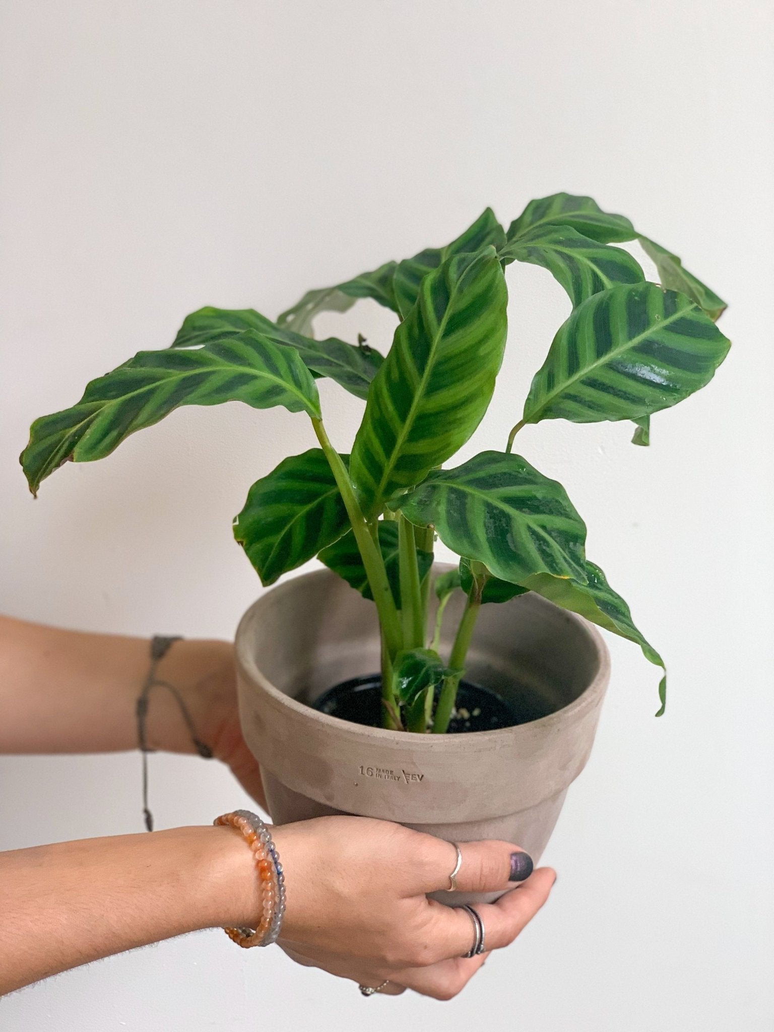 Zebrina (Calathea) - Alma Plantes