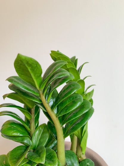 Zenzi (Zamioculcas) - Alma Plantes