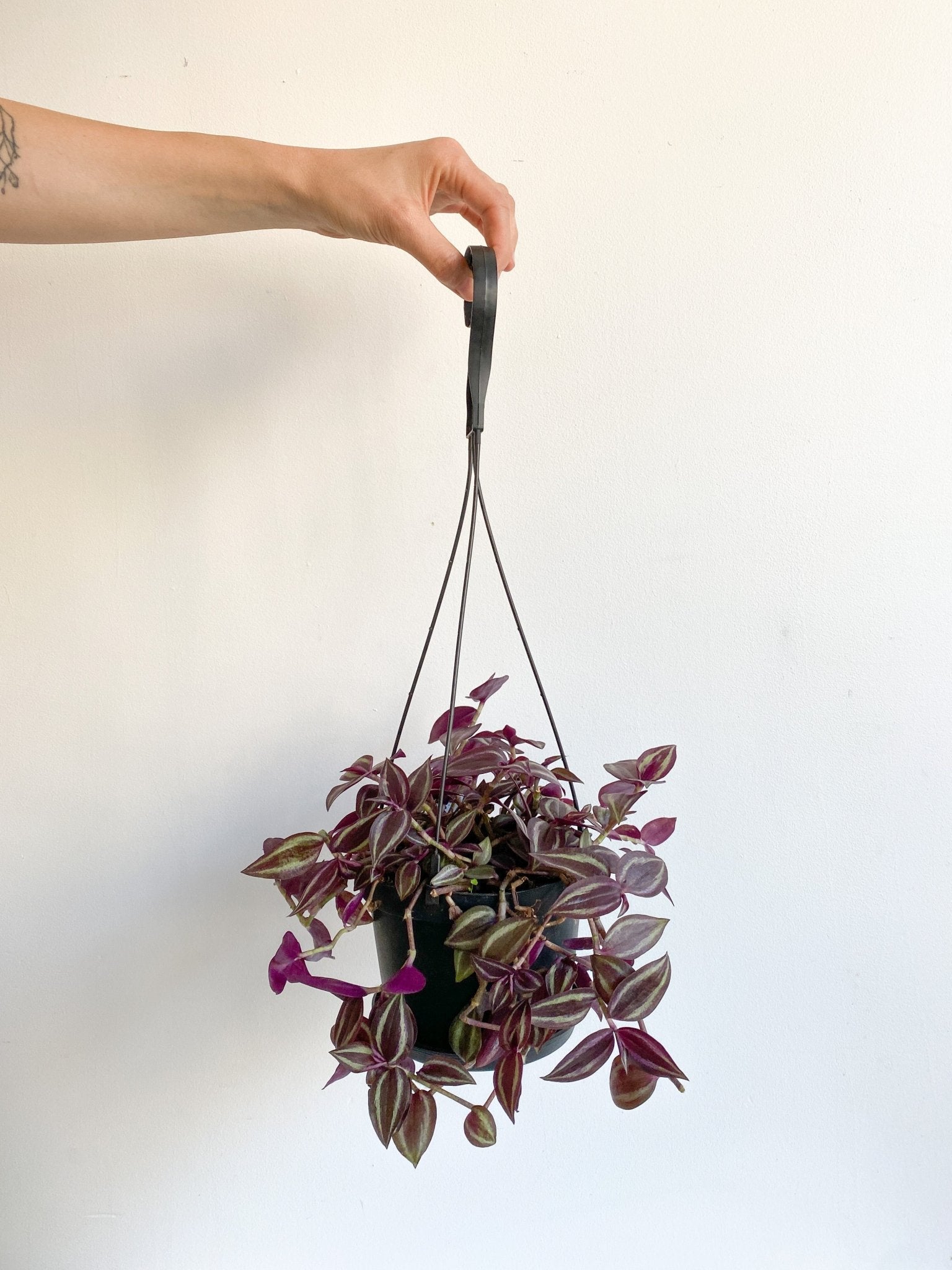Zoey (Tradescantia) - Alma Plantes