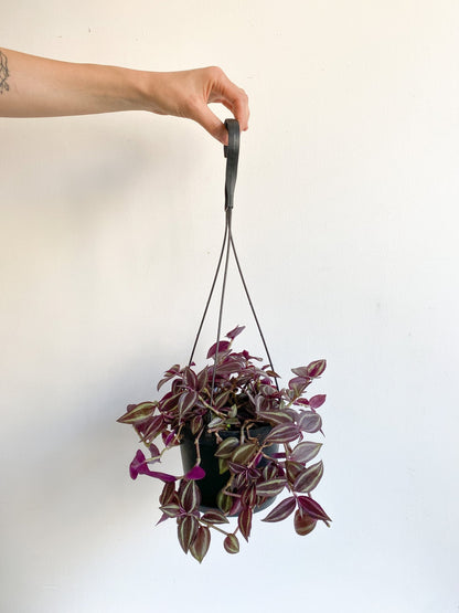Zoey (Tradescantia) - Alma Plantes